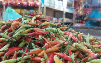 Harga pangan terutama Cabai Rawit Gorontalo Turun/Hibata.id