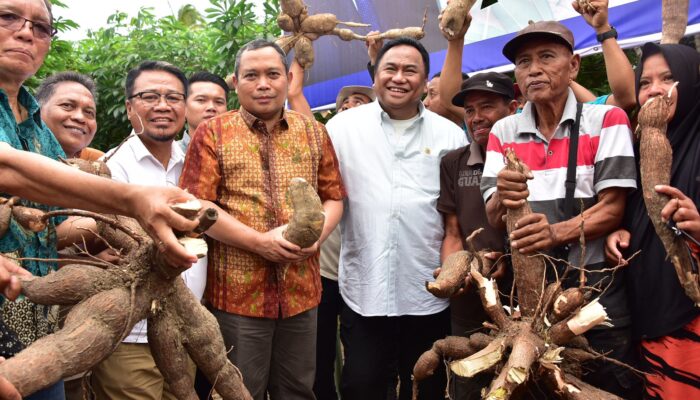 Penjabat Gubernur Gorontalo dan Rachmat Gobel Panen Singkong Bersama