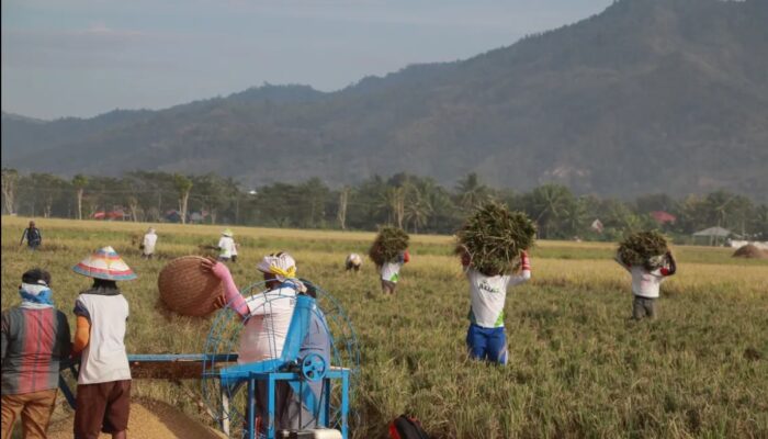 Produksi Padi dan Beras di Gorontalo Naik, Kenapa Harganya Mahal?