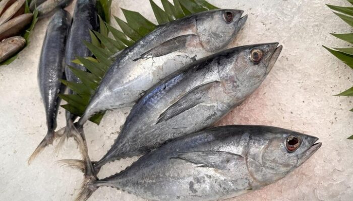 3 Resep Kuliner dengan Bahan Baku Ikan Tongkol Segar