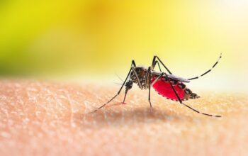 Nyamuk Aedes aegypti pembawa virus DBD/Hibata.id