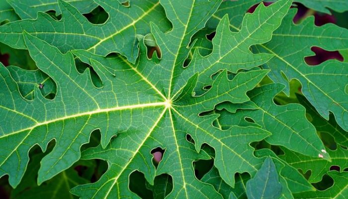 Daun Pepaya, Obat Herbal DBD Ini Bisa Tingkatkan Jumlah Trombosit