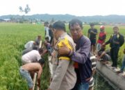 Kronologi Penemuan Mayat di Sawah Kota Gorontalo dan Penyebab Kematian