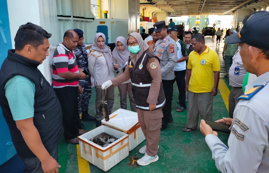 Ratusan Ekor Tikus Beku Diselundupkan Lewat Pelabuhan Gorontalo/Hibata.id