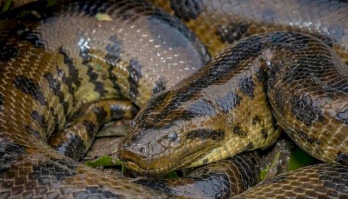 Mengenal Titanoboa, Ular Raksasa di Zaman Pra Sejarah