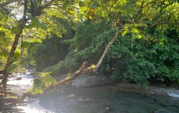 Mengenal Garis Wallace, Pembatas Fauna Asia dan Australia di Antara Bali dan Lombok