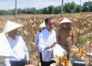 Presiden Jokowi Heran, Produksi Jagung Naik harga Malah Anjlok