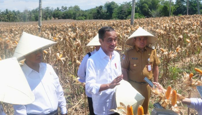 Presiden Jokowi Heran, Produksi Jagung Naik harga Malah Anjlok