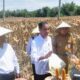 Kunjungan kerja Presiden Joko Widodo (Jokowi) di Gorontalo menyempatkan melakukan panen jagung di Kabupaten Boalemo/Hibata.id