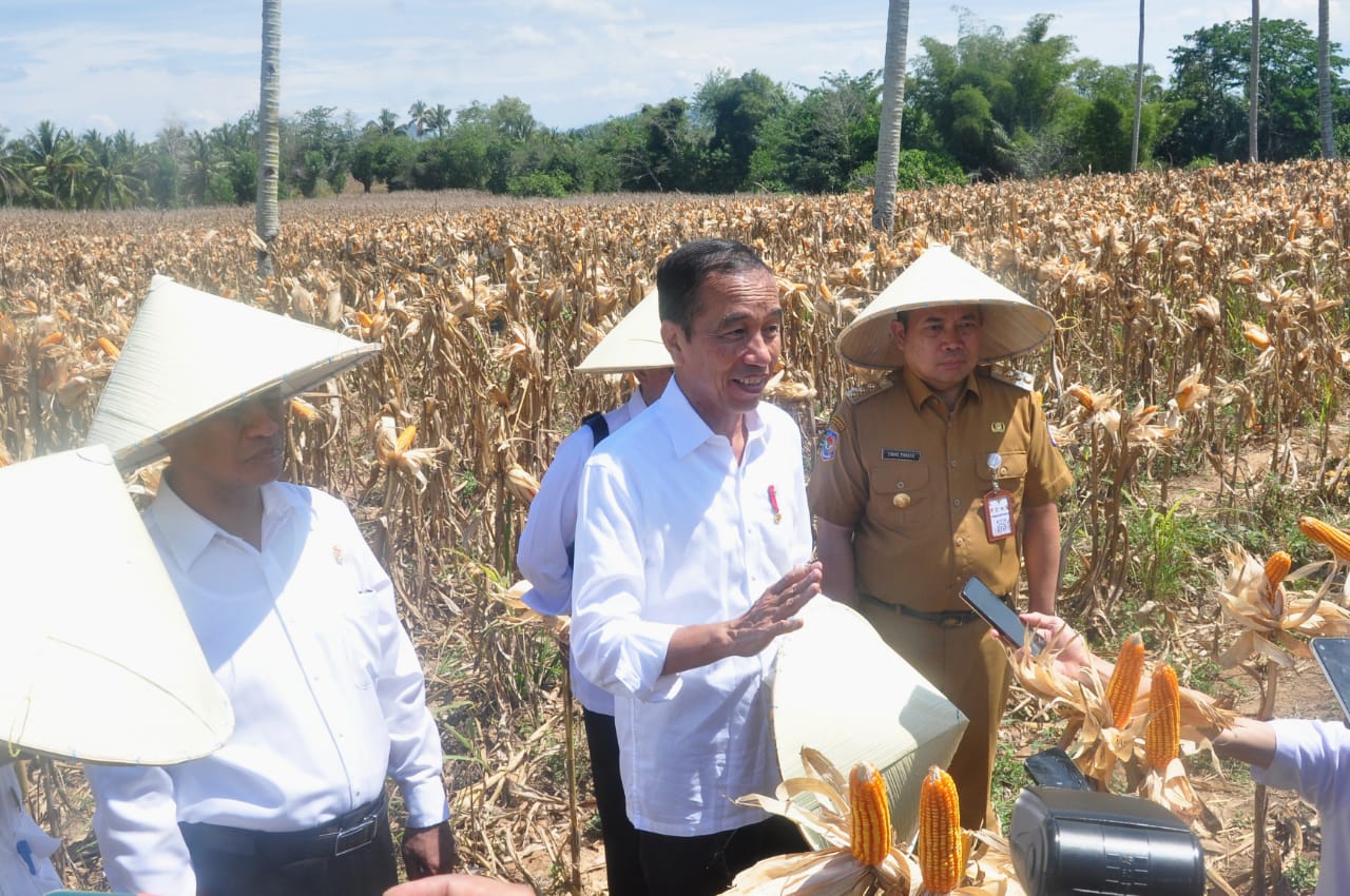 Kunjungan kerja Presiden Joko Widodo (Jokowi) di Gorontalo menyempatkan melakukan panen jagung di Kabupaten Boalemo/Hibata.id