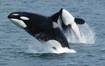 Paus Orca adalah mamalia laut yang besar. Selain itu, paus orca termasuk hewan dengan gigitan terkuat dan mematikan, bahkan lebih kuat dari gigitan buaya.(Wikimedia Commons)/Hibata.id