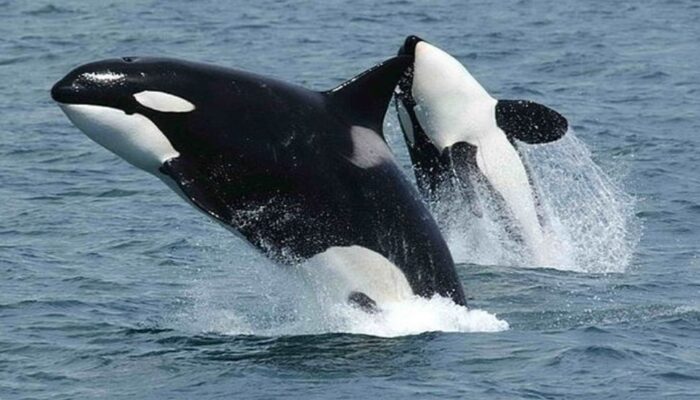 Fakta Menarik Tentang Paus Orca yang Muncul di Perairan Gorontalo