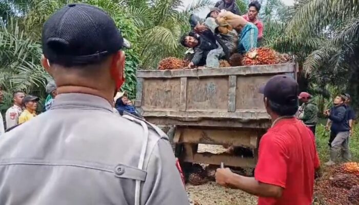 Petani Plasma Buol dan Buruh Kebun PT HIP Bentrok, 3 Orang Cedera