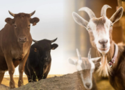 Ilustrasi Sapi dan Kambing Kurban/Hibata.id