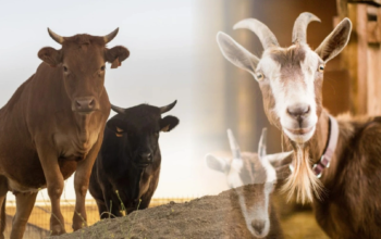 Ilustrasi Sapi dan Kambing Kurban/Hibata.id
