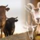 Ilustrasi Sapi dan Kambing Kurban/Hibata.id