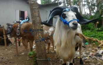 Tips Membersihkan Kepala Kambing/Hibata.id