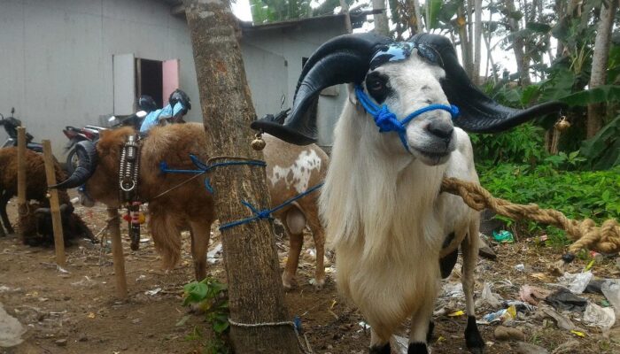 Panduan Memilih Kambing Kurban Sesuai Syariat Islam untuk Idul Adha 2025