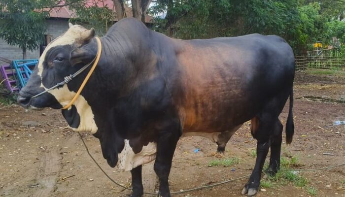 Sapi Kurban Bantuan Presiden di Gorontalo Berbobot Hampir 1 Ton