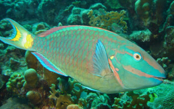 Spesies ikan kakatua/Hibata.id