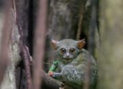 Tarsius, Primata Kecil Penghuni Hutan Gorontalo