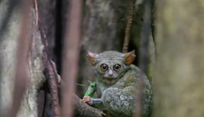 Tarsius, Primata Kecil Penghuni Hutan Gorontalo