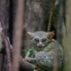 Tarsius Hutan Gorontalo/Hibata.id