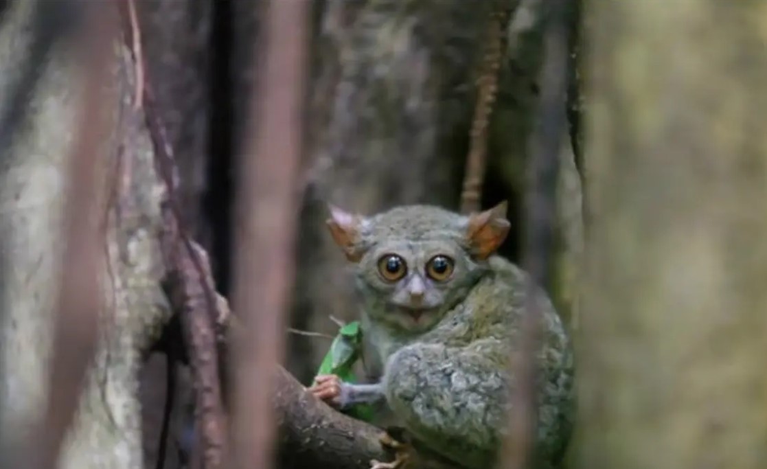 Tarsius Hutan Gorontalo/Hibata.id