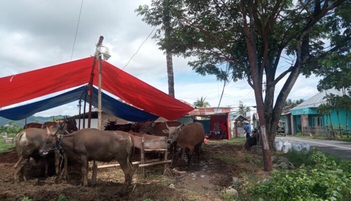 Penjualan Sapi di Gorontalo Meningkat Jelang Hari Raya Idul Adha