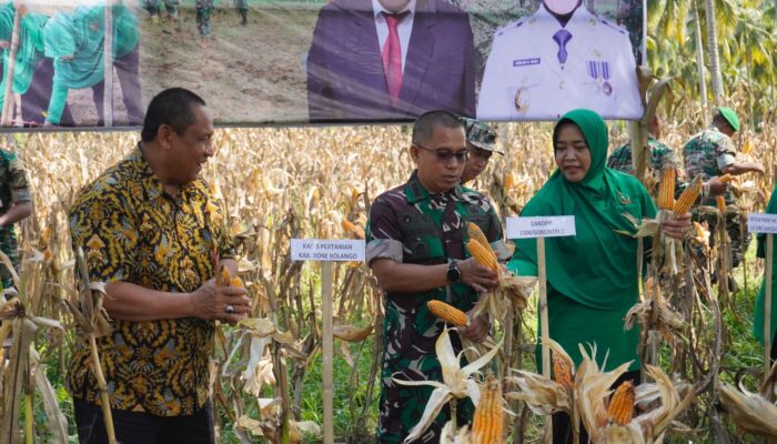 Kodim 1304 Gorontalo Gelar Panen Raya Jagung di Bone Bolango