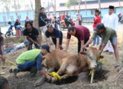 Ada 1.160 Ekor Hewan Kurban yang Disembelih di Kota Gorontalo