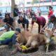 Doa dan Tatacara Menyembelih Hewan Kurban Idul Adha.Foto: Ist/Hibata.id