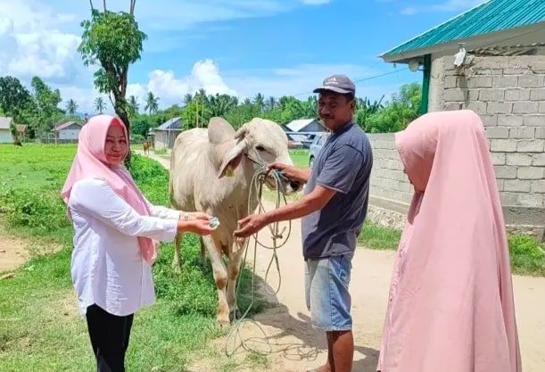 Kepala Dinas KPP saat pengawasan hewan qurban beberapa waktu lalu. (Foto: Humas Pemkot Gorontalo)