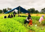 Petani Kangkung Darat di Gorontalo Rugi Besar, Penyebabnya…