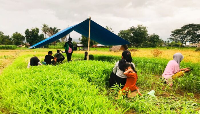 Petani Kangkung Darat di Gorontalo Rugi Besar, Penyebabnya…