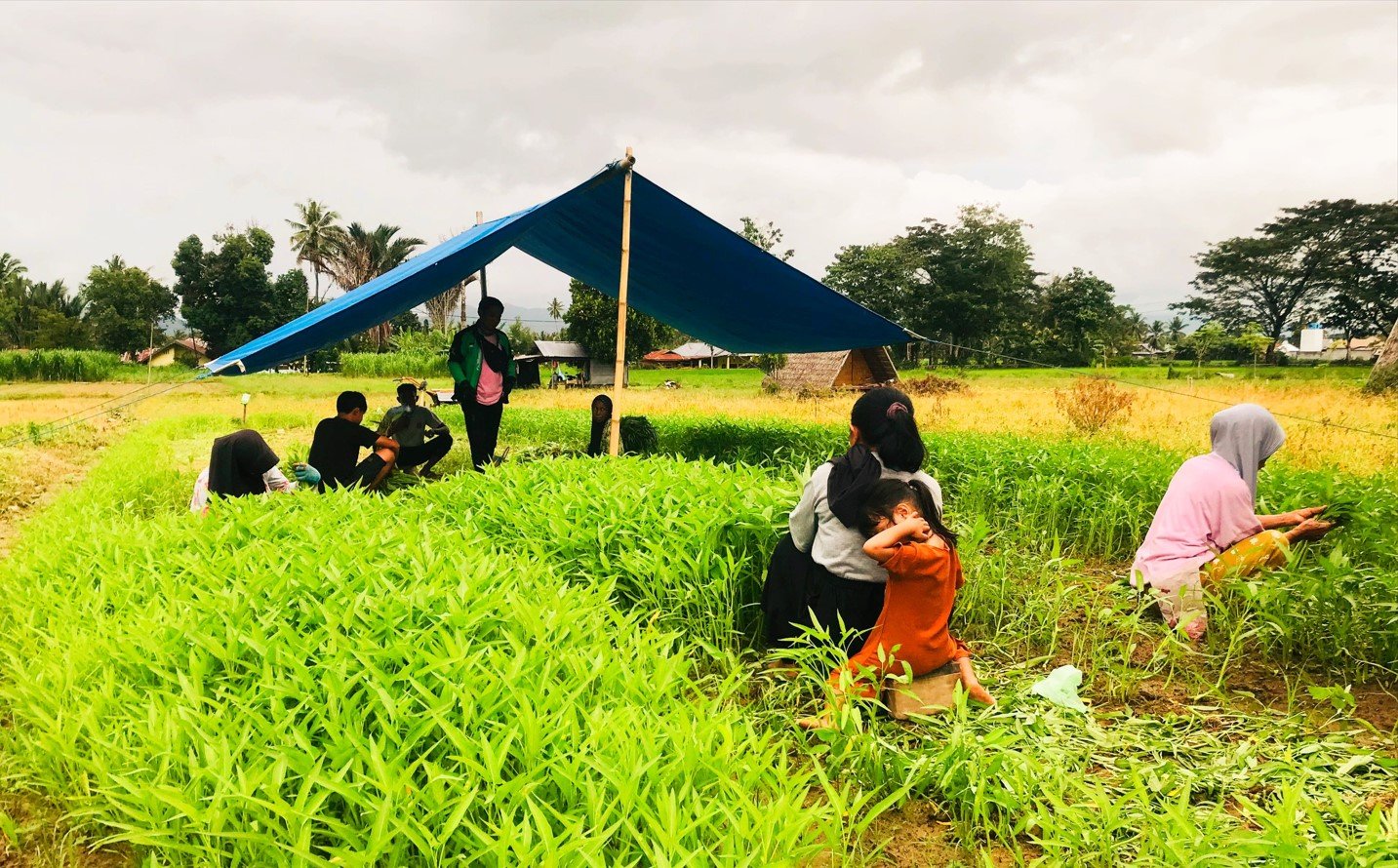 Petani sayur kangkung di Desa Bulotalangi Timur, Bone Bolango/Hibata.id