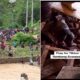 Kolase foto konsisi tambang suwawa longsor/Hibata.id