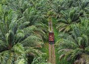 Sawit Bukan Tanaman Hutan