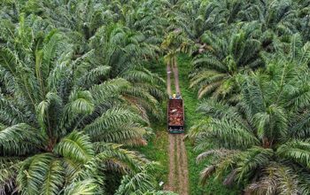 Sawit bukan tanaman hutan/Dok. Sawit Fest/Aceng