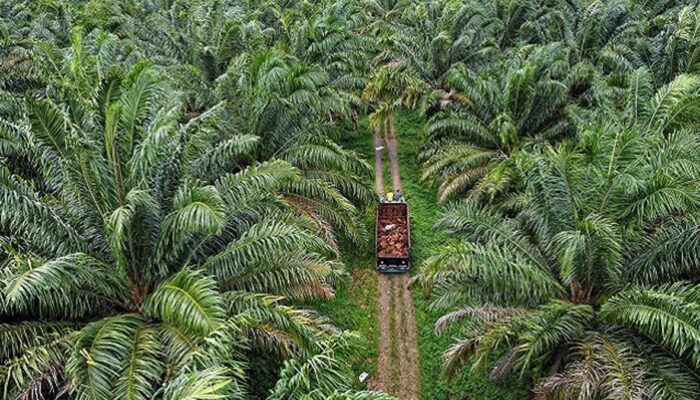 Sawit Bukan Tanaman Hutan