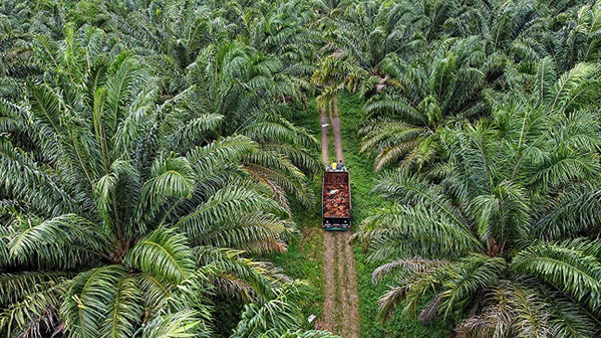 Sawit bukan tanaman hutan/Dok. Sawit Fest/Aceng