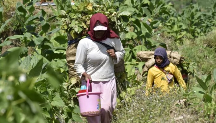 Keluh Petani Tembakau dan Cengkeh Serukan Perlindungan Kementan