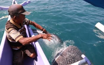 Botubarani Jadi Habitat Semi-Residen Hiu Paus di Teluk Gorontalo