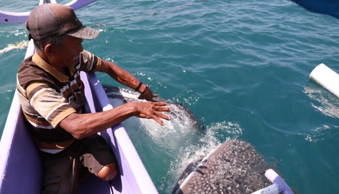 Menggali Keindahan Pantai Botubarani Gorontalo dengan Keramahan Hiu Paus