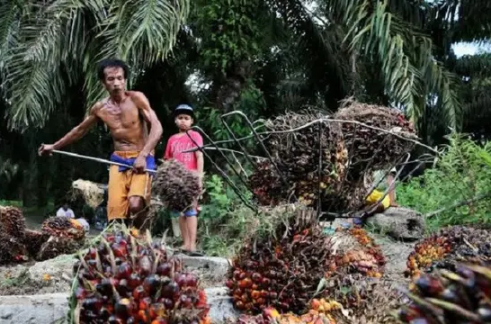 Ilustrasi Petani Sawit/Foto: Dok Humas Pemprov Jambi/B Santoso/Hibata.id