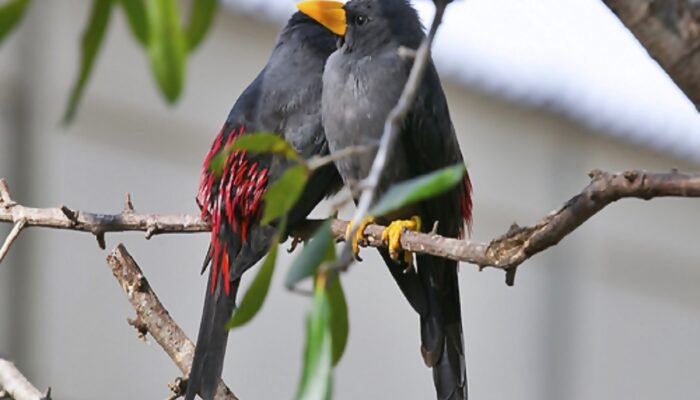 Nasib Jalak Tunggir Merah, Burung Endemik Sulawesi yang kian Punah