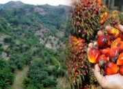 Palma Grup Tuding BPN Gorontalo Biang Kerok Persoalan Sawit Pulubala