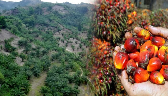 Palma Grup Tuding BPN Gorontalo Biang Kerok Persoalan Sawit Pulubala