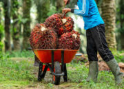 Ilustrasi Petani Sawit/Hibata.id