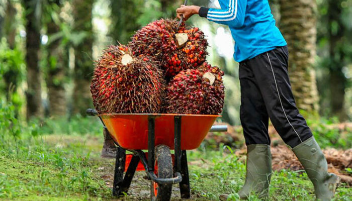 Cerita Petani Sawit Pulubala Terjebak Janji Manis Perusahaan